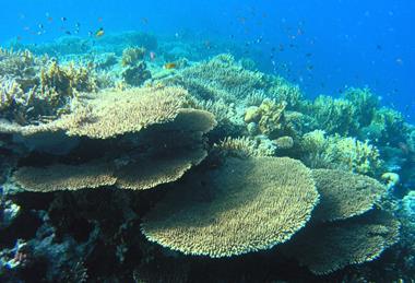 Coral_Reef_in_the_Red_Sea