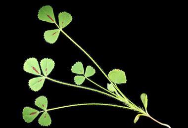 Medicago_truncatula_A17_shoot