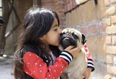 dog