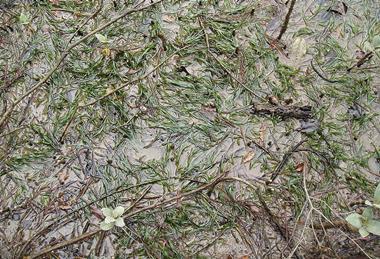 Zostera_muelleri_Irmisch_ex_Asch._(AM_AK296881-2)