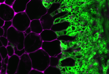 ORNL_Scientists_Make_Fundamental_Discovery_to_Creating_Better_Crops_-_49750824757