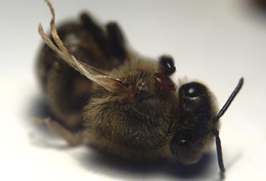 Honey_bee_with_Deformed_Wing_Virus_and_Varroa_destructor