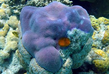 Porites_lobata,_Upolu_Reef