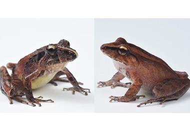 Low-Res_frogs-sized