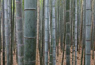 Bamboo_Forest,_Arashiyama,_Kyoto,_Japan
