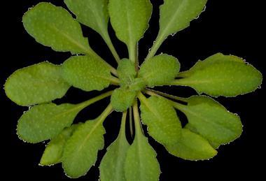 Arabidopsis_thaliana_rosette_transparent_background