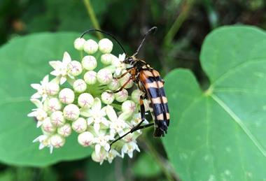 Low-Res_LOadult-visiting_flower4.jpg