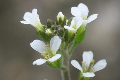 Arabidopsis_thaliana_inflorescencias