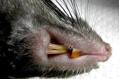 Black_rat_(Rattus_rattus)_-incisors-
