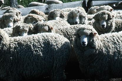 CSIRO_ScienceImage_214_Merino_Flock