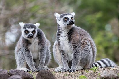 Ring-tailed_lemur,_Lemur_catta