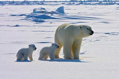 cover_photoPOLARBEAR_USGS