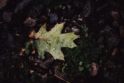 pexels-chris-f-38966-9962743