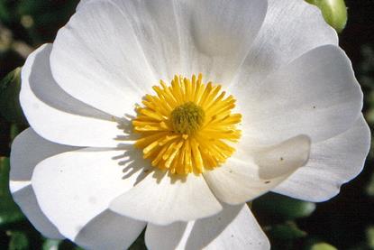 00_3288_Cistus_salviifolius_-_Salbeiblättrige_Zistrose