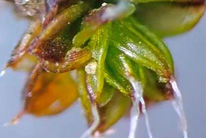 Low-Res_moss closeup
