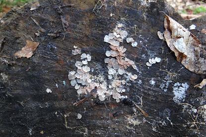 Clitopilus_hobsonii_a1_(2)