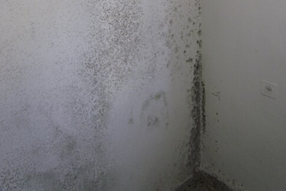 mouldy wall