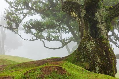 Fanal_(Madeira,_Portugal),_Lorbeerwald_--_2025_--_1546