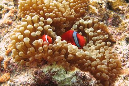Low-Res_The tomato anemonefish (Amphiprion frenatus) in a bubble tip sea anemone (Entacmaea quadricolor) at Minna Island (Okinawa)