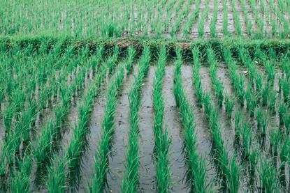 pexels-orlovamaria-4913526 (1)