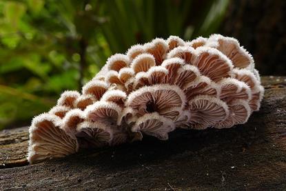 960px-Schizophyllum_commune_(Split_gill)_(33389628036)