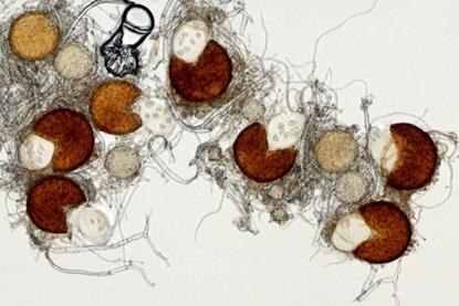 Low-Res_Bradshaw fungus HEADER FULL