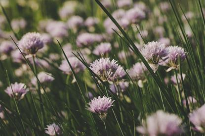 pexels-danielspase-1292829