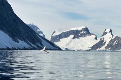 Low-Res_Whale