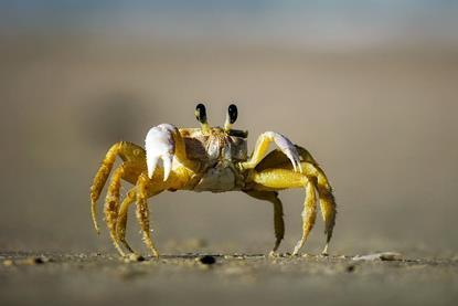 crab-1990198_1280