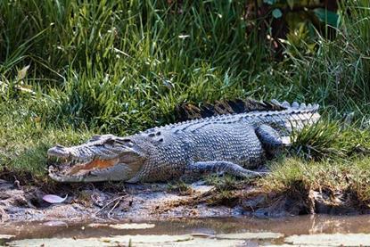 Low-Res_Crocodile in Northern Territory - UQ
