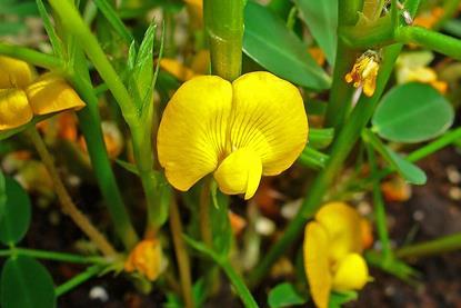 Arachis_hypogaea_003