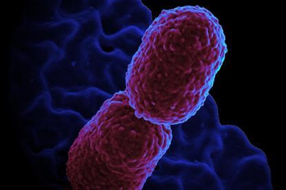 Klebsiella_pneumoniae_Bacterium_(13383468143)