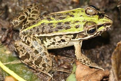 Dark-spotted frog