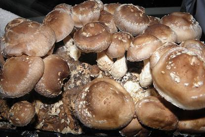 Shiitake mushrooms