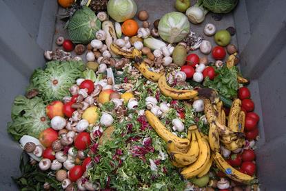 Trashed_vegetables_in_Luxembourg