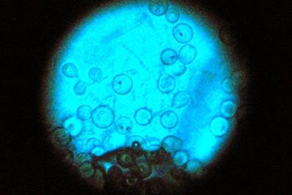 Aspergillus_nidulans_(15490521828)