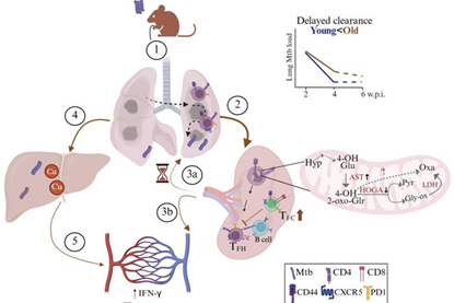 Low-Res_Figure4_Aging
