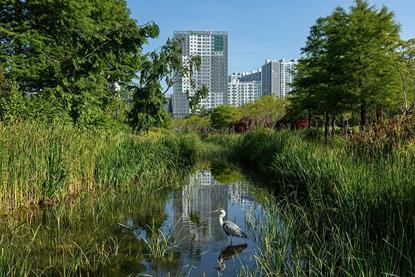 Ardea_cinerea_-_Grey_heron_-_in_a_pond_of_Busan_Citizens_Park_with_blue_sky_in_Busan_city_South_Korea