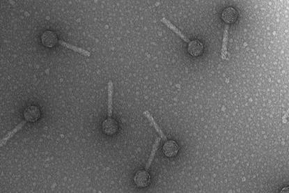 Bacteriophage_P2
