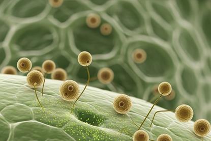 Yeast plant interaction