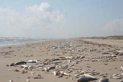 Marine_Harmful_Algal_Bloom_-_Fish_Kill_(57f8b239-2f03-4f88-8478-bb6276a3ab2b)