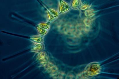 960px-Phytoplankton_-_the_foundation_of_the_oceanic_food_chain