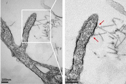 Low-Res_Figure 5e_page-0001