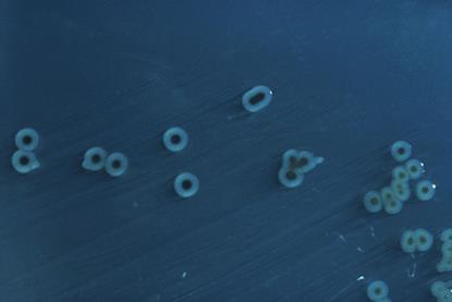 Salmonella_enterica_serovar_typhimurium_01