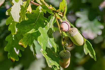 Quercus_robur_in_Aveyron_11