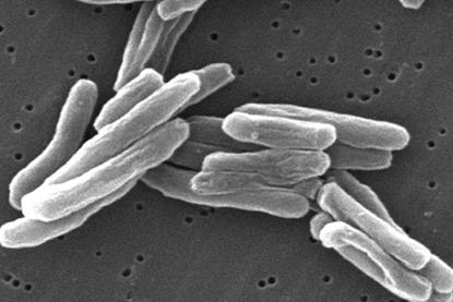 Mycobacterium_tuberculosis