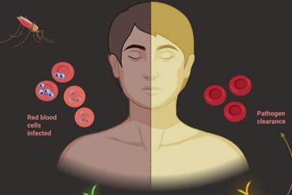 Low-Res_Alex June 12 Malaria_fig