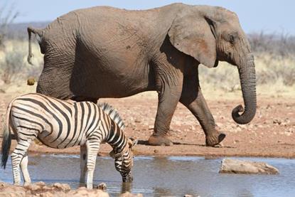 Low-Res_Etosha elephant and zebra FULL