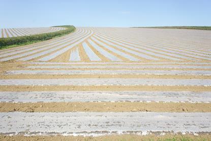 Field_under_plastic_mulch_film_-_geograph.org.uk_-_3955031