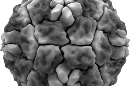 960px-Rhinovirus_isosurface